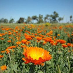 calendula flower