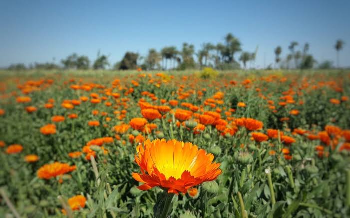 calendula flower
